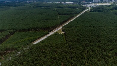 strefa ekonomiczna, droga, las, Zielona Góra