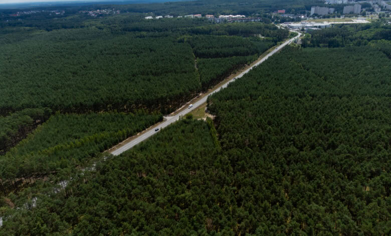 strefa ekonomiczna, droga, las, Zielona Góra